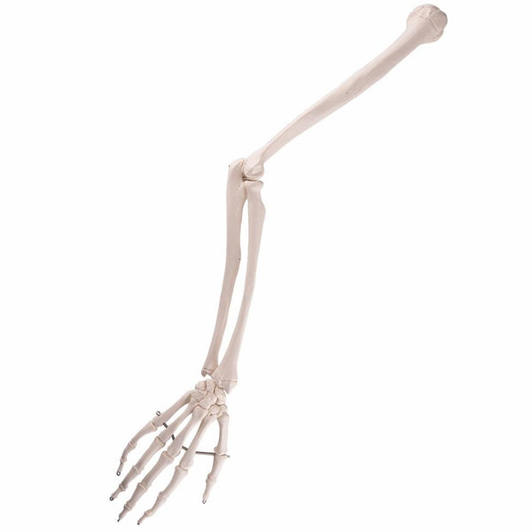 QS-14 - Skeleton of Arm w/ Shoulder Girdle