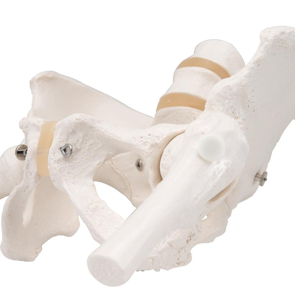 Female Pelvic Skeleton Model, With Movable Femur Heads – GTSimulators.com