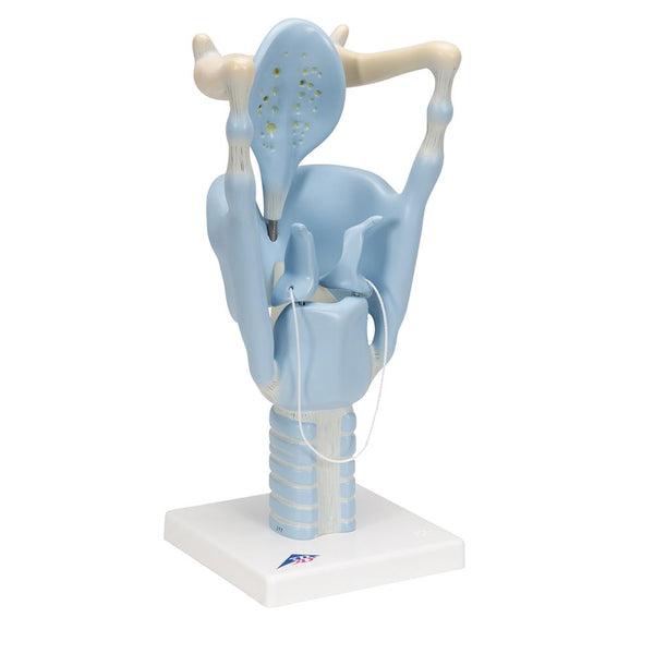 Functional Larynx Model, 3 Times Full-size VC219 – GTSimulators.com