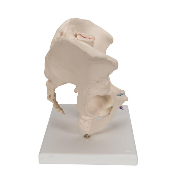 Male Pelvis Model, 3-parts – Gtsimulators.com