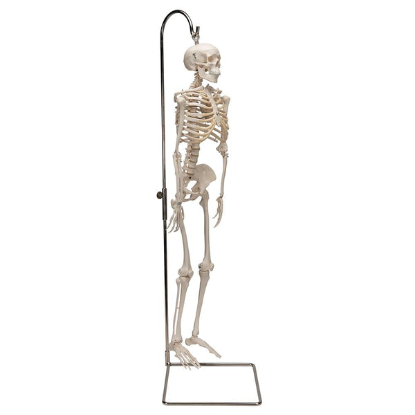 Mini Skeleton Shorty On Hanging Stand –
