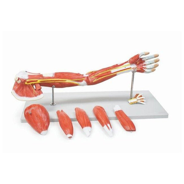 human arms muscles