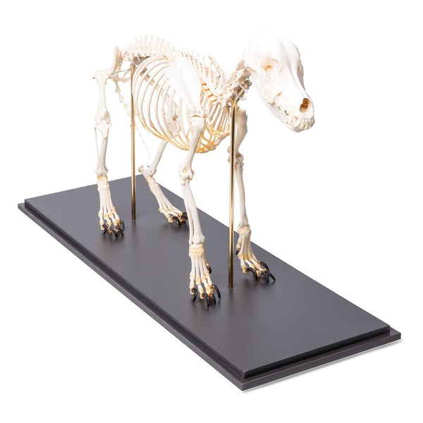 Large Dog Skeleton Model - Realityworks