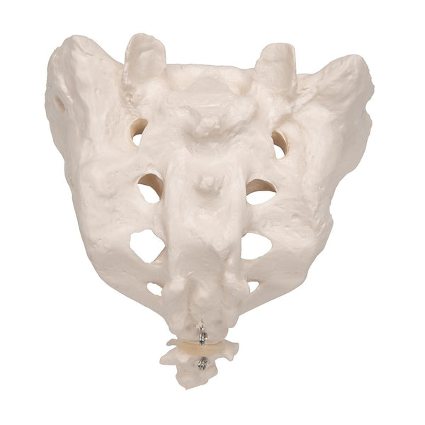 Sacrum and Coccyx A70-6 –