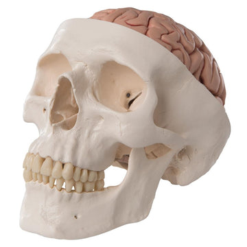 1. 3B Scientific Skull Models