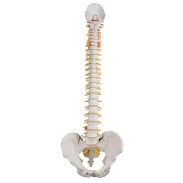 1. 3B Scientific Spine Models