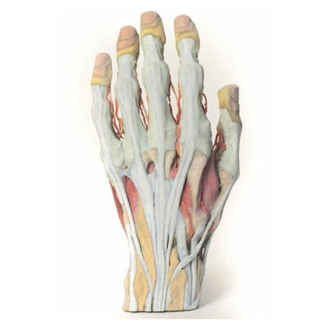 1. 3D Printed Human Extremity Models