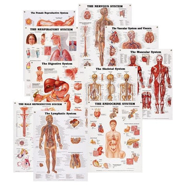 1. Anatomy Charts