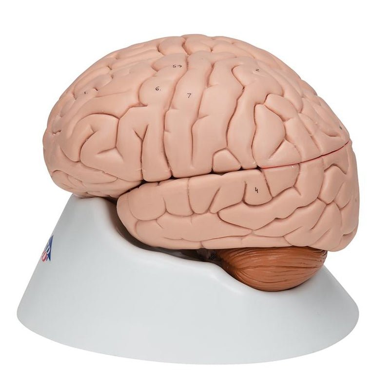 Human Brain Model, Anatomically Accurate Brain Model Life Size Human Brain  Anatomy for Science Classroom Study Display Teaching Medical Model