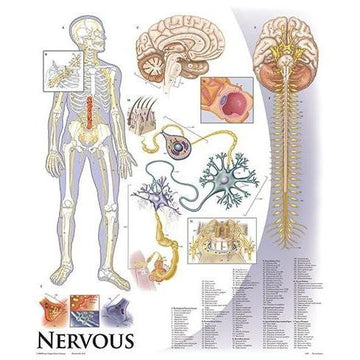 1. Brain-Neurological Charts