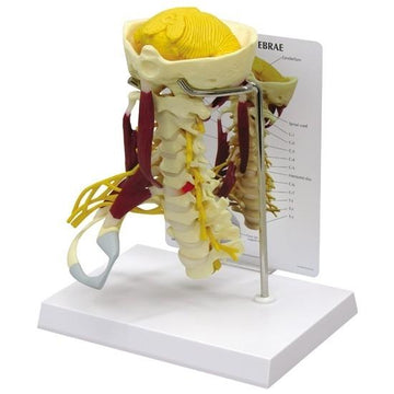 1. Cervical Vertebrae Models