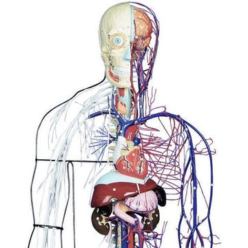 1. Circulatory System Models