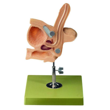 1. CLA Catheterization Models