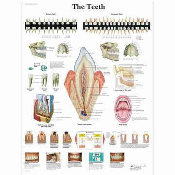 1. Dental Charts