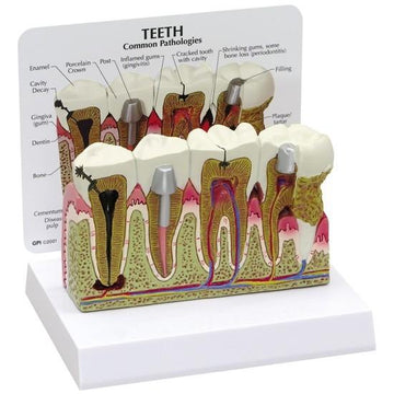 1. Dental Education Models