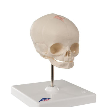 1. Fetal and Child Skull Model