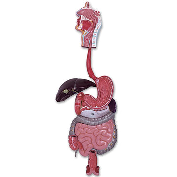 1. Gastrointestinal Tract Models