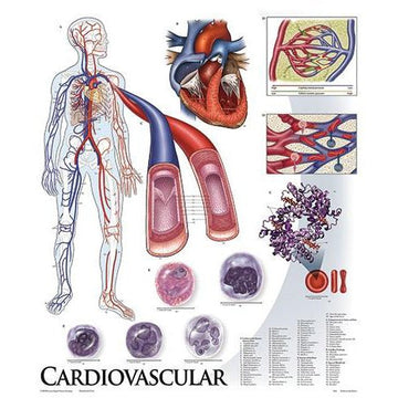 1. Health Education Charts