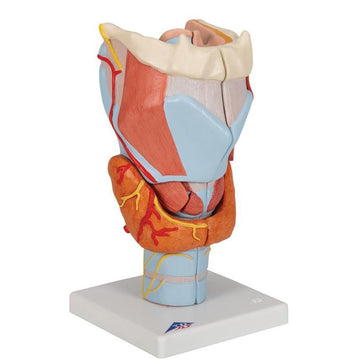 1. Larynx Models