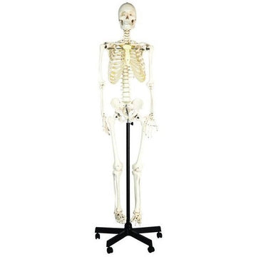 1. Life-Size Skeleton Models