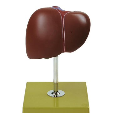 1. Liver Models