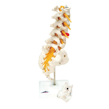 1. Lumbar Vertebrae Models