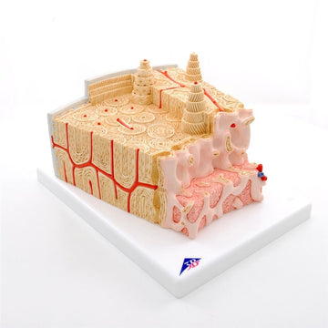 1. Microanatomy Models