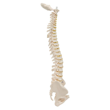 1. Mini Spine Models