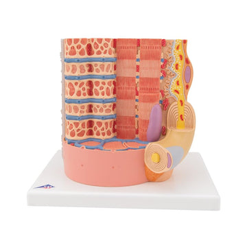 1. Muscle Fiber Micro Anatomy Models