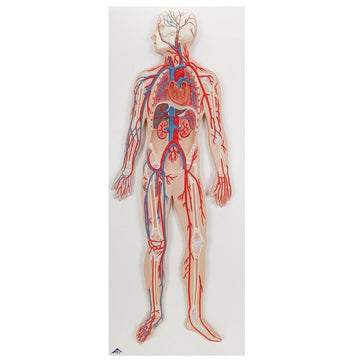 2. Heart and Circulatory