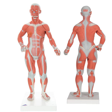 2. Muscle Models