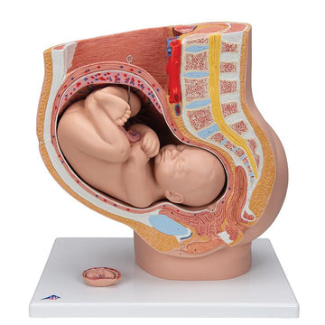 2. Pregnancy Models