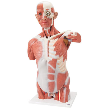 2. Human Torso Models