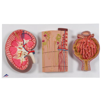 2. Urology Models