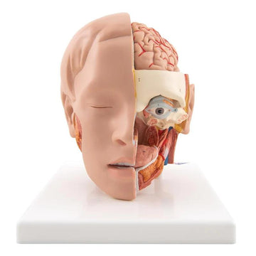 3. Anatomy Models