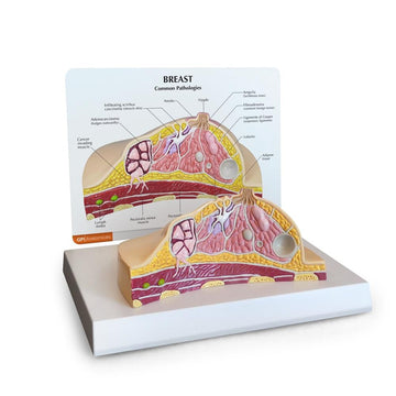 2. Anatomy Pathologies