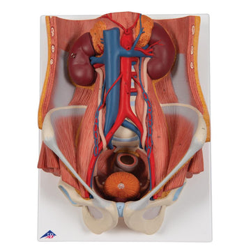 1. Urinary System Models