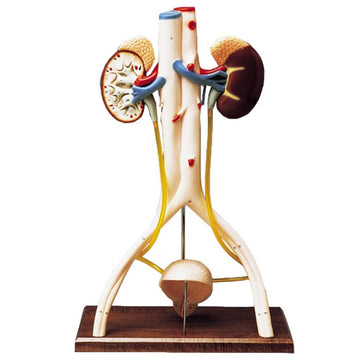 1. Urinary Bladder Model