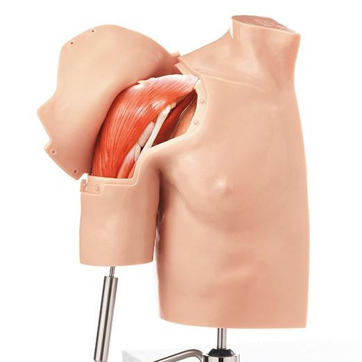 Shoulder Arthroscopy Models