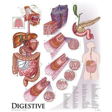 Digestive System Chart