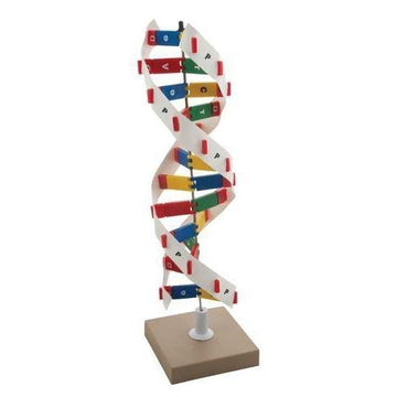 DNA Models