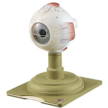 1. SOMSO Eye Models Anatomical Models