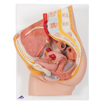 2. OB/GYN Models