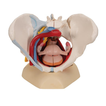 2. Genital and Pelvis Models