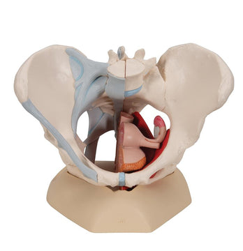 1. Pelvis Anatomy Models