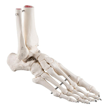 1. Skeleton Extremity Models