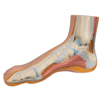 Foot Structure Models