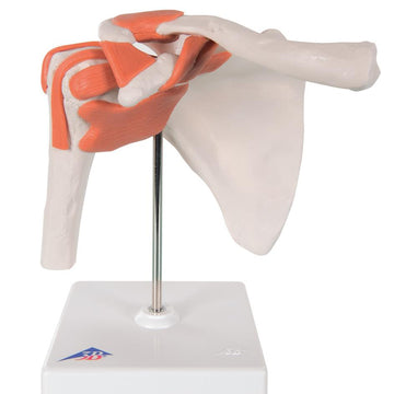 1. Shoulder Joint Models