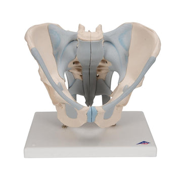 Male Pelvis Models Pelvis Anatomy Models