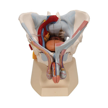 Genital Organs Genital and Pelvis Models